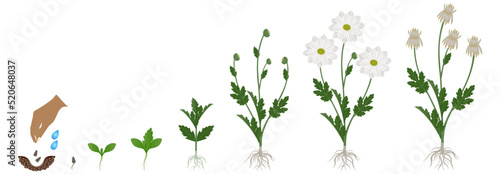 Cycle of growth of a chamomile chrysanthemums flowers isolated on a white background.