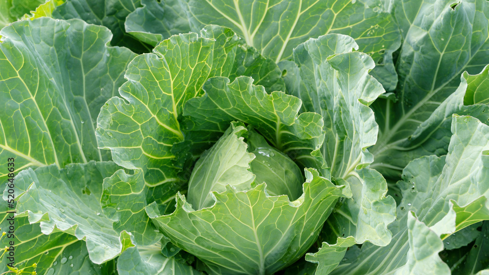 Head of cabbage in the garden covered with water drops. Cabbage after the rain. Head of cabbage in the garden covered with water drops. Cabbage after the rain.