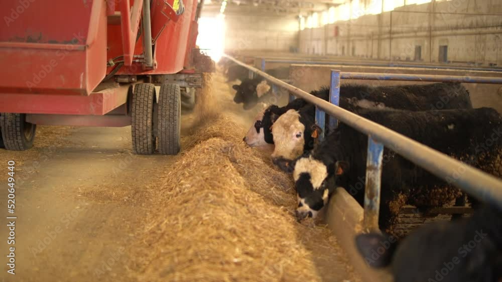 Feeding cattle with feed delivery truck. Feed distribution vehicle that