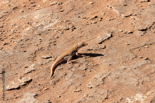 shovel-snouted lizard, Meroles anchietae, orange lizard in the sand in Namibia
 photo