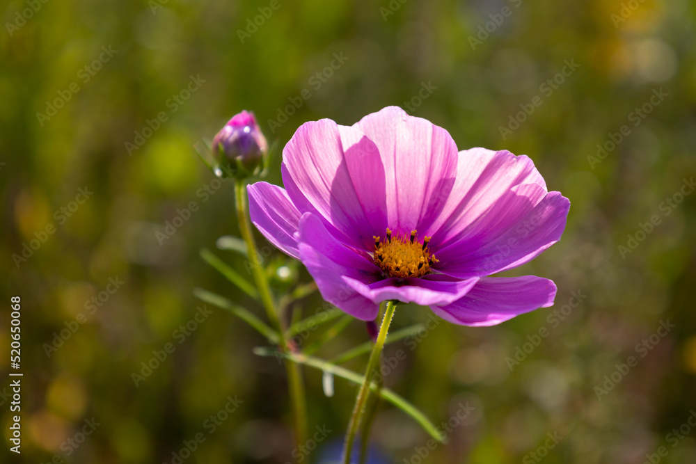 The Cosmos flower also known as the Mexican Aster is a flower with purple petals and yellow stamens and pistil. The Cosmos flower also known as the Mexican Aster is a flower with purple petals and yellow stamens and pistil.