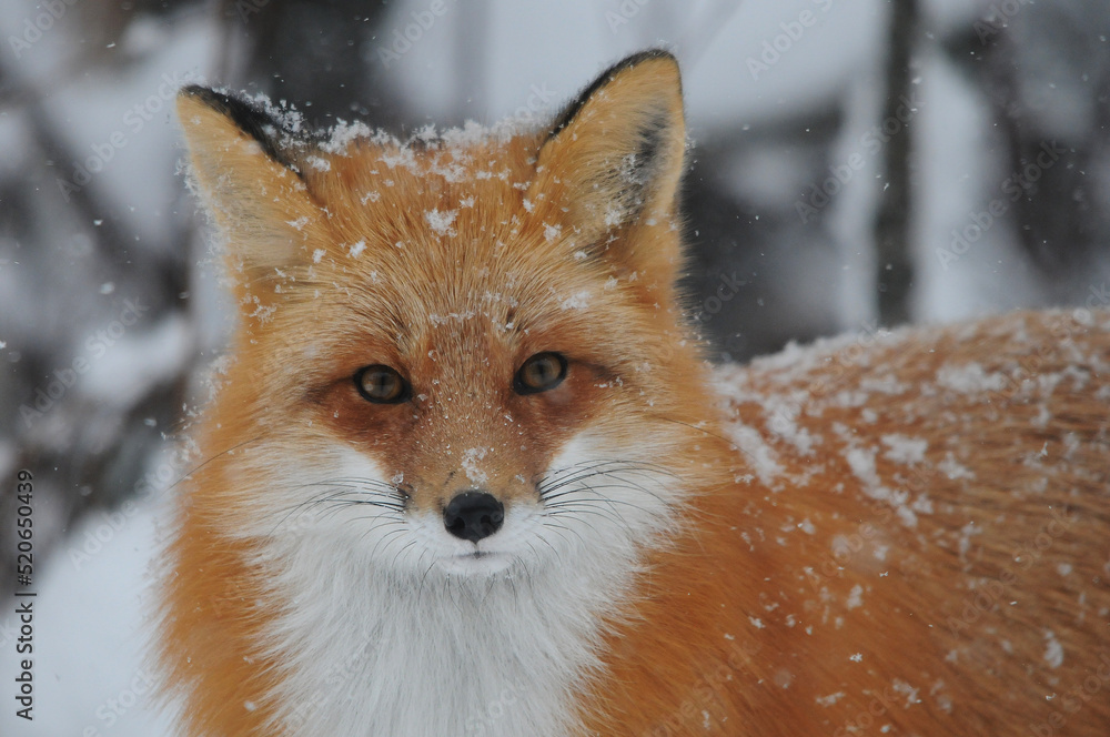 Red Fox Stock Photo and Image. Fox Picture. Head view looking at camera with a blur snow and falling snow background in its environment and habitat surrounding. Head Shot.