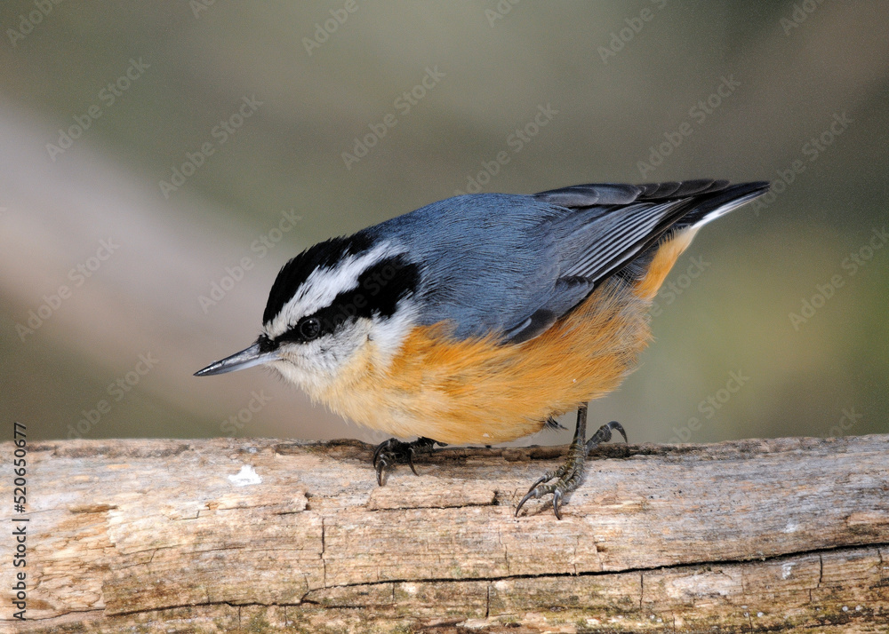 Obraz premium Nuthatch Red-breasted Photo and Image. Perched on a branch with blur background in its environment and habitat surrounding.