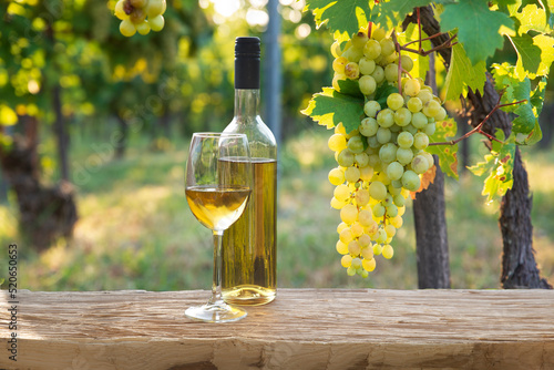 Ripe wine grapes on vines in Tuscany, Italy. Picturesque wine farm, vineyard. Sunset warm light