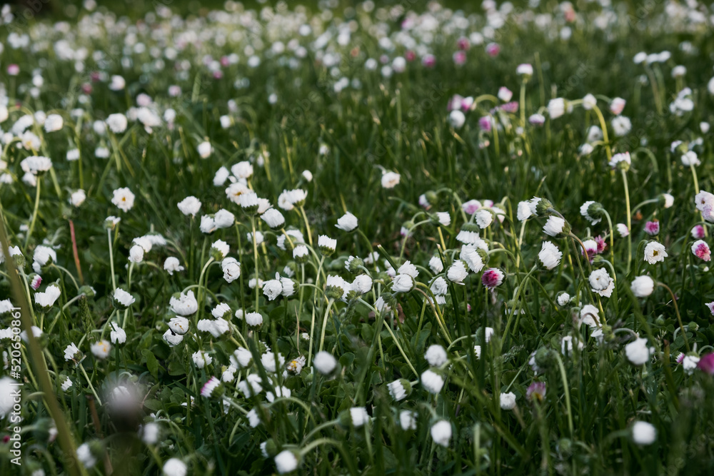 Close-up of beautiful blooming white and pink meadow flowers in sunny summer day. Close-up of beautiful blooming white and pink meadow flowers in sunny summer day.