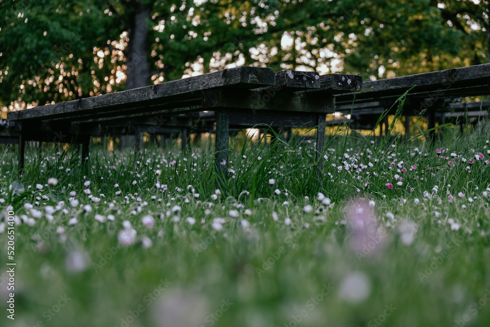 View to old outdoor wooden bench rows in blooming meadow in sunset light, golden hour.
