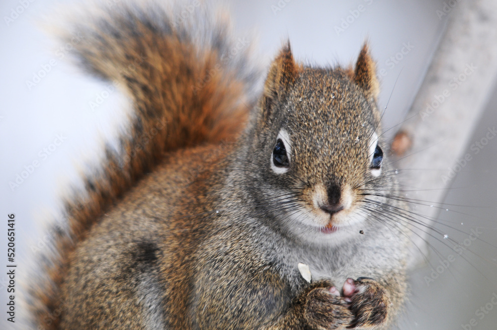 Obraz premium Squirrel Stock Photo and Image. Close-up profile view head shot in the forest standing on a branch tree with a blur background displaying its brown fur in its habitat and environment. Portrait.