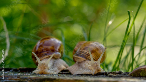 two burgundy snails sit in green grass on blurred background 