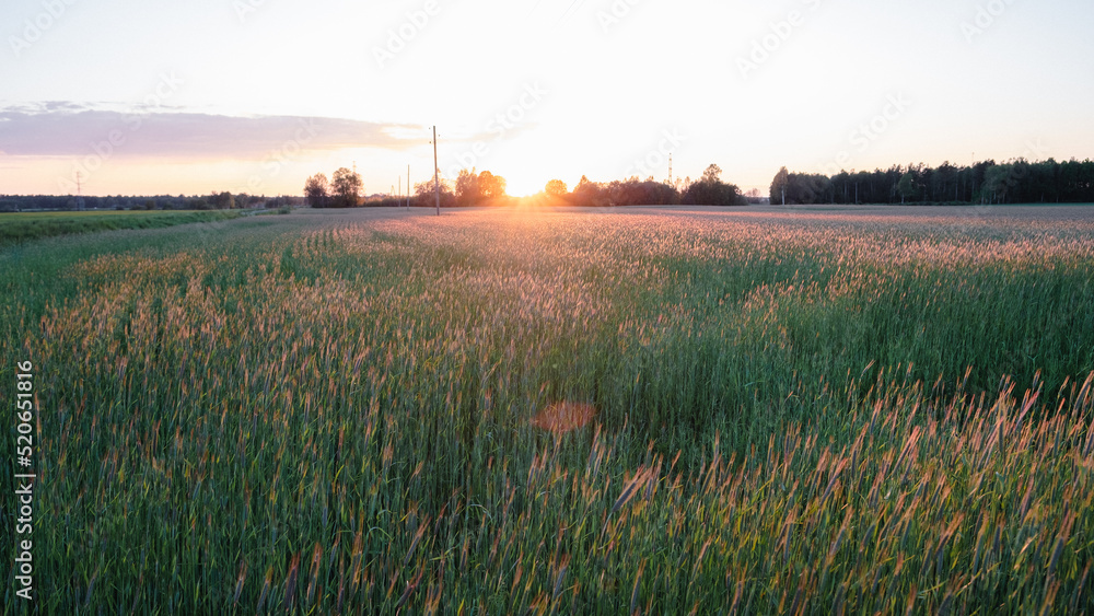 Fototapeta premium Picturesque view of growing field of rye in sunset with blue sky in background. Summer evening.