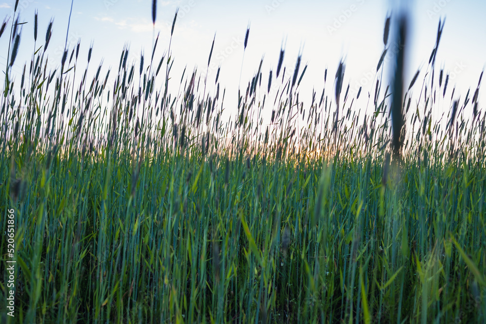 Picturesque view of growing field of rye in sunset with blue sky in background. Summer evening.