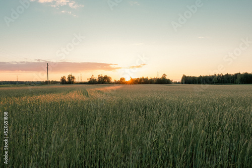 Picturesque view of growing field of rye in sunset with blue sky in background. Summer evening.