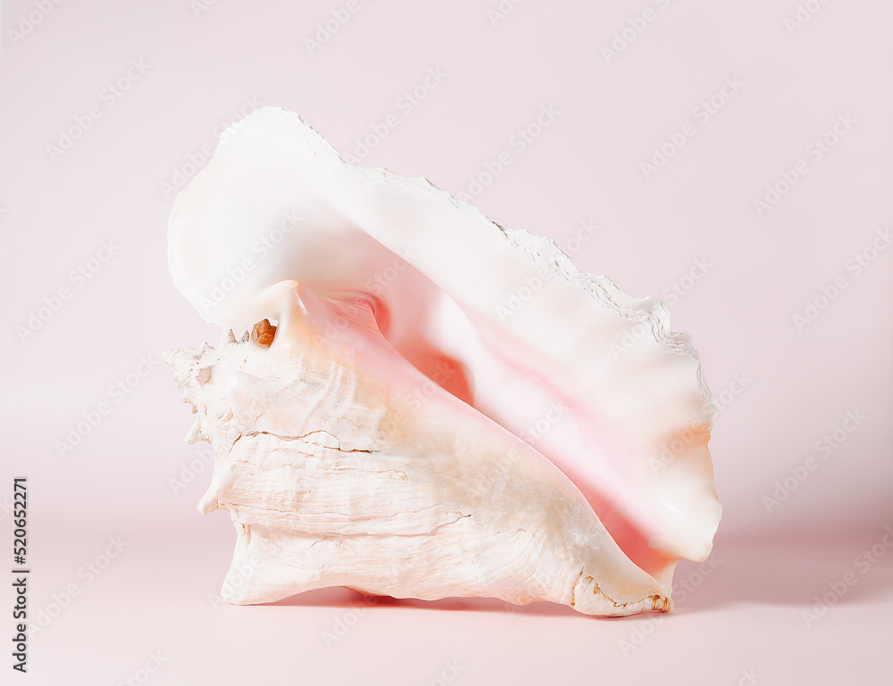 big sea pink shell on a pink background, front view big sea pink shell on a pink background, front view