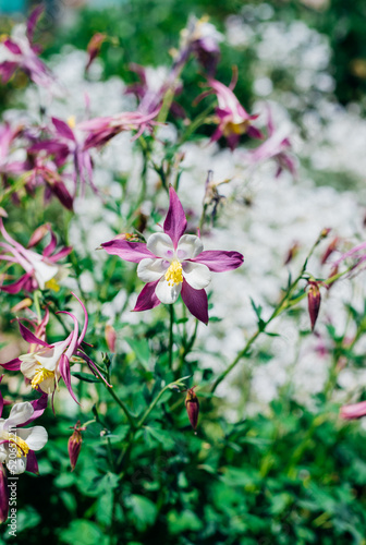 Wallpaper Mural Flower meadow in summer with pink flowers. Sunlight. A field of wildflowers. Beautiful garden and flower bed. Torontodigital.ca