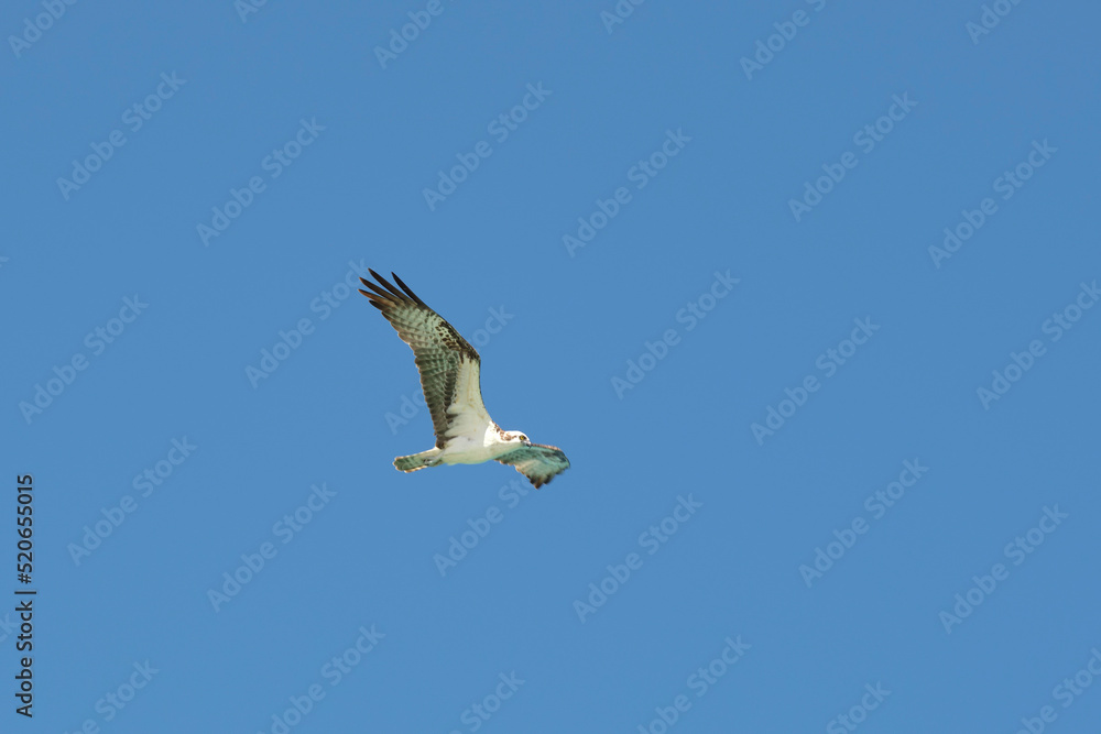 Fototapeta premium Beautiful wild bird eagle with spread wings flying high in blue sky