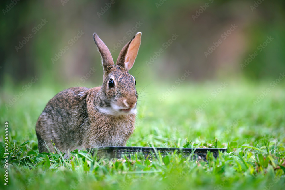 Fototapeta premium Grey small hare eating grass on summer field. Wild rabbit in nature