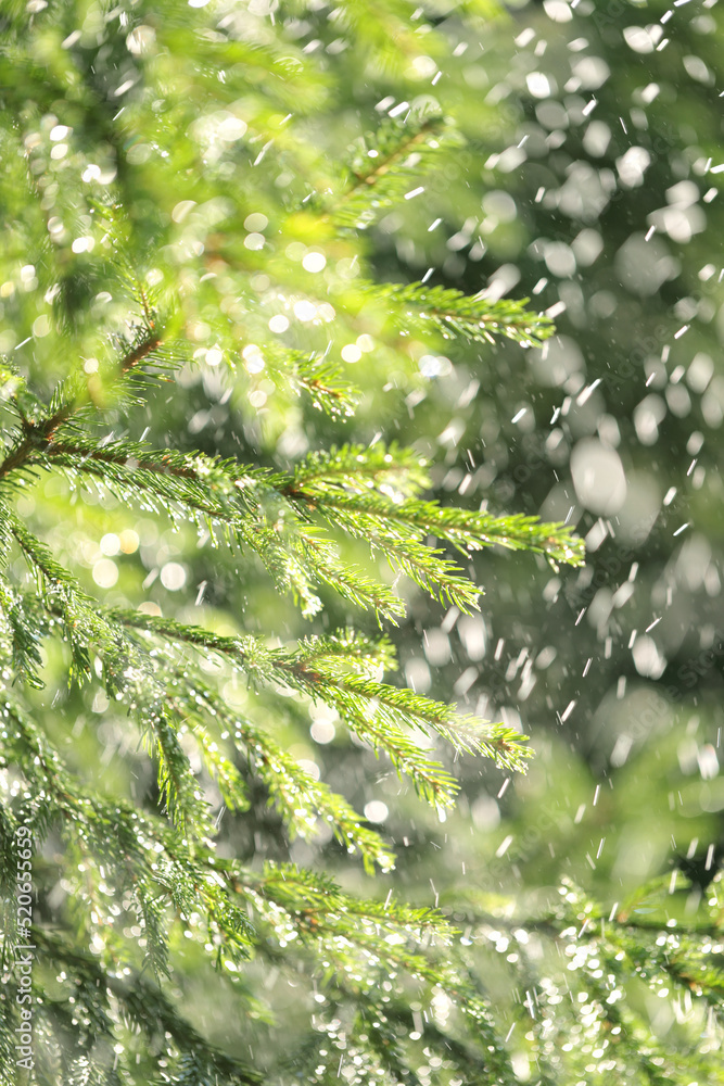 Background of juicy greenery of spruce, small depth of field, beautiful bokeh, macro photography. Background of juicy greenery of spruce, small depth of field, beautiful bokeh, macro photography.