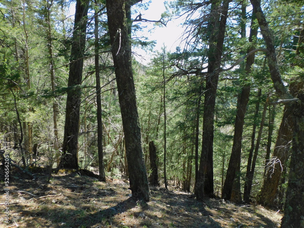 Forest in summer Forest in summer