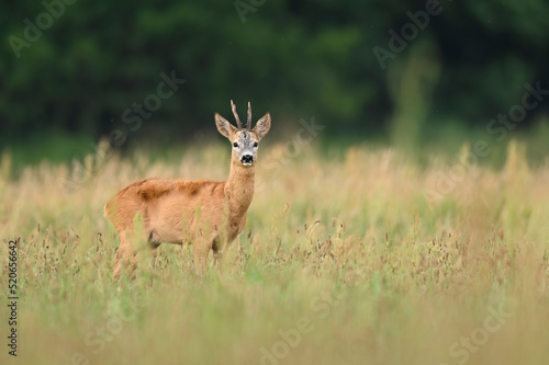 Fototapeta Naklejka Na Ścianę i Meble -  Roe deer male ( Capreolus capreolus )