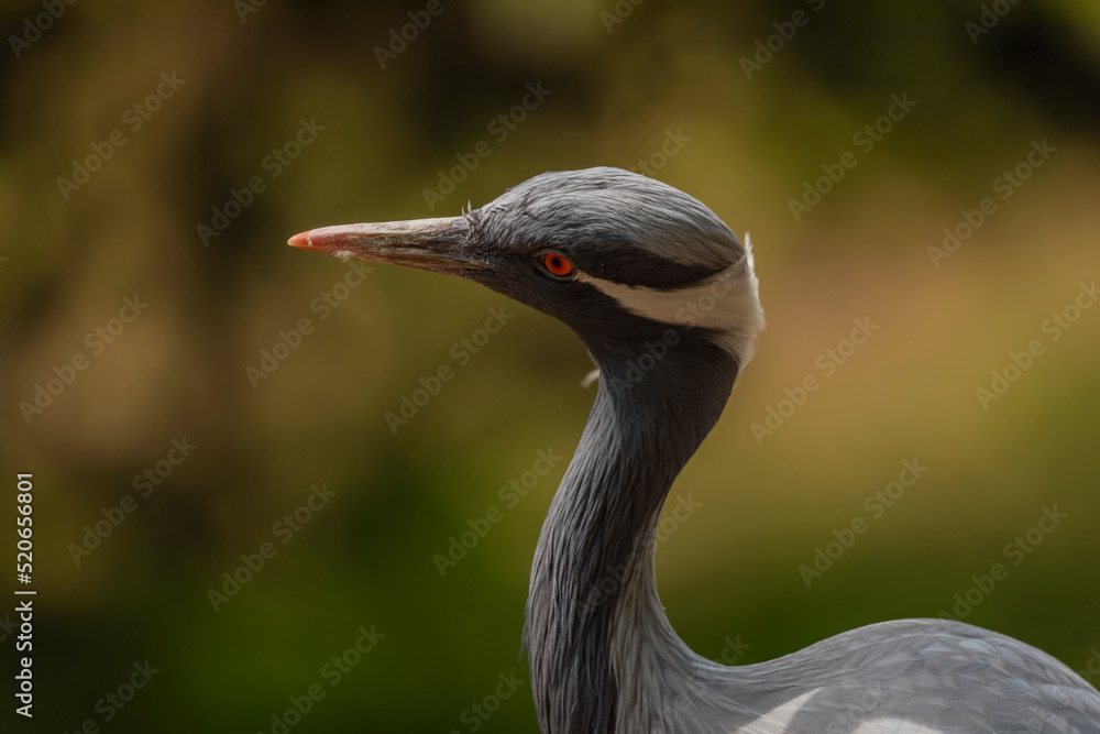 Fototapeta premium Grus grus bird in summer dry hot day near lake with dirty water