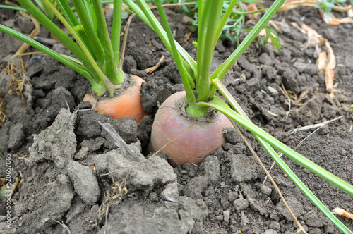 Carrots growing in open organic soil