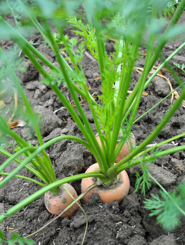 Carrots growing in open organic soil