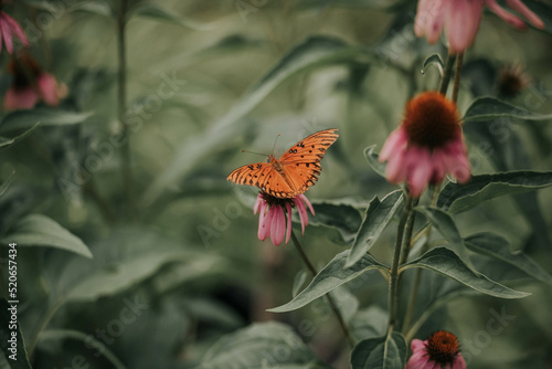 monarch butterflies on echinacea 