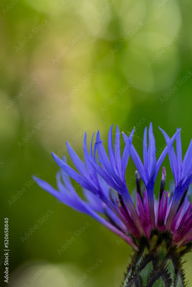 Blooming cornflower blue on a green background on a sunny day macro photography. Fresh bachelor's button flower with purple thin petals in springtime close-up photo. Blooming cornflower blue on a green background on a sunny day macro photography. Fresh bachelor's button flower with purple thin petals in springtime close-up photo.