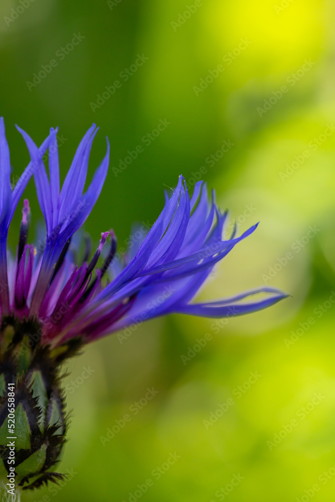 Blooming cornflower blue on a green background on a sunny day macro photography. Fresh bachelor's button flower with purple thin petals in springtime close-up photo. Blooming cornflower blue on a green background on a sunny day macro photography. Fresh bachelor's button flower with purple thin petals in springtime close-up photo.