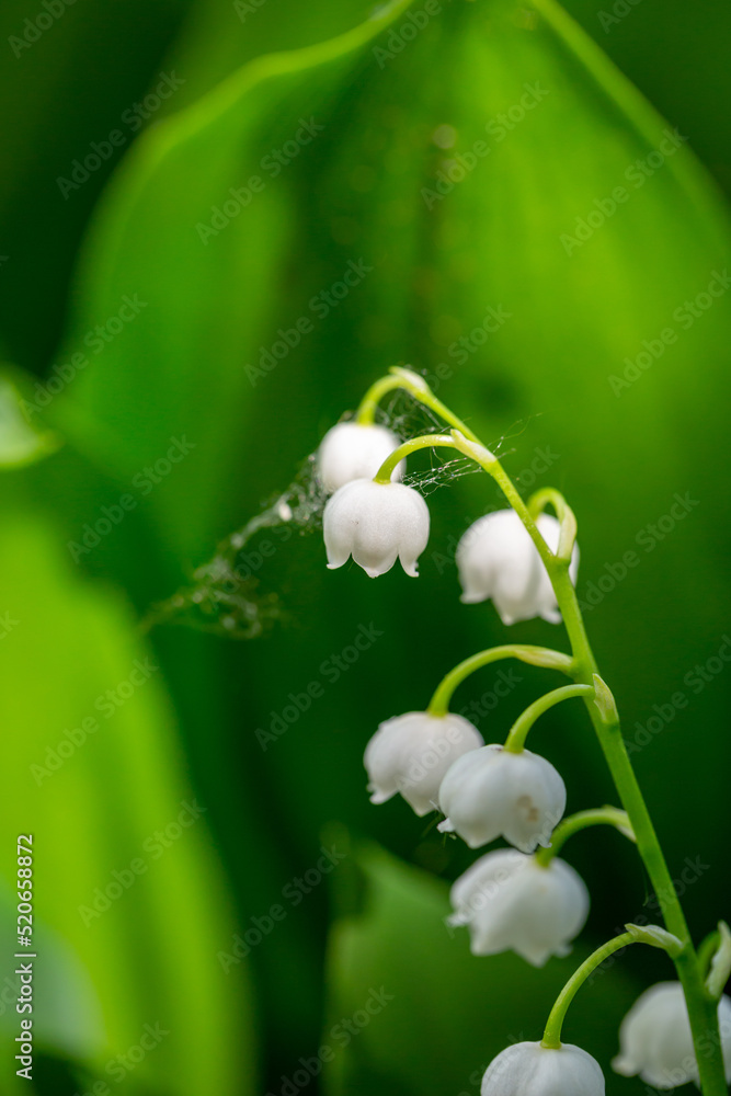 Blooming white lily of the valley with raindrops in springtime macro photography. Garden May bells buds with water drops summertime close-up photo. Blooming white lily of the valley with raindrops in springtime macro photography. Garden May bells buds with water drops summertime close-up photo.