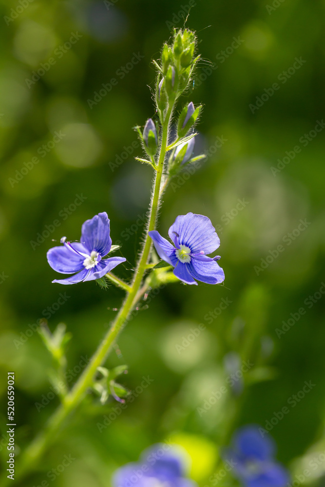 Blooming lilac germander speedwell flower on a green background in the summer macro photography. Small bird's-eye speedwell flower with blue striped petals closeup photo on a sunny day.