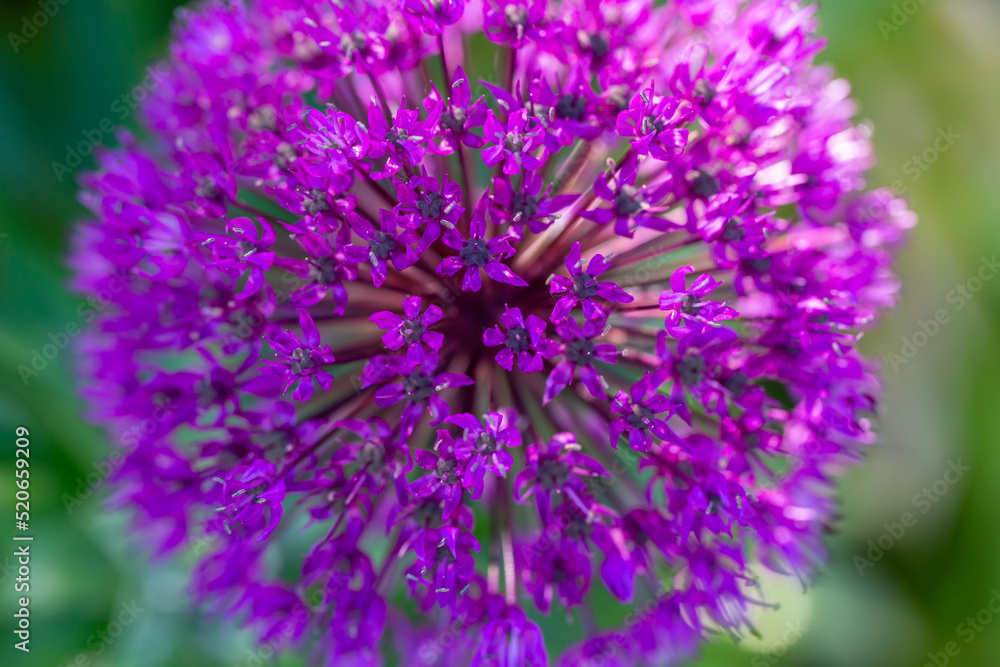 Bloomштп purple giant onion macro photography on a sunny summer day. A garden plant allium giganteum blooming in the form of a large purple ball close-up photo in summertime. Bloomштп purple giant onion macro photography on a sunny summer day. A garden plant allium giganteum blooming in the form of a large purple ball close-up photo in summertime.