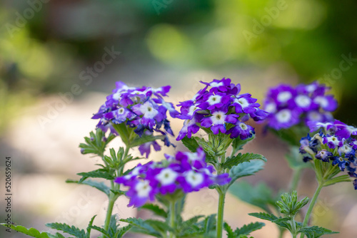 Fototapeta Naklejka Na Ścianę i Meble -  Blooming purple verbena flowers on a sunny day close-up photo. Garden flowers of violet vervain flowers in sunlight in springtime. A glade of lilac wildflowers in the sunset light in the summer.