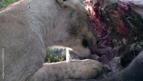 Close-up of a predator eating its prey. The lion eats buffalo meat. Lucky lioness tearing with fangs and paws with claws the meat of a killed animal in the wild nature of the African savannah