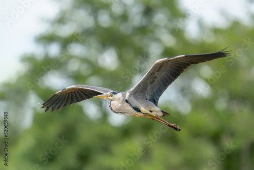 Beautiful Grey Heron (Ardea cinerea) in flight. Gelderland in the Netherlands.                                