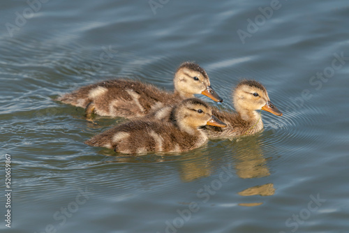  Duck babies - Spring mallard (Anas platyrhynchos) ducklings swimming. Ducklings in water. Gelderland in the Netherlands.                                                              © Albert Beukhof