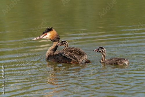 Great Crested Grebe, waterbird (Podiceps cristatus) with juvenile on his back. Great crested grebe with youngsters.                       