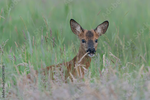 Fototapeta Naklejka Na Ścianę i Meble -  Alert Roe deer (Capreolus capreolus), approaching on green meadow in spring. Gelderland in the Netherlands. Animal wildlife. Attentive wild female mammal watching.