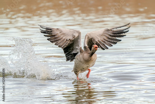 Greylag Goose (Anser anser) taking off from water. Gelderland in the Netherlands. 