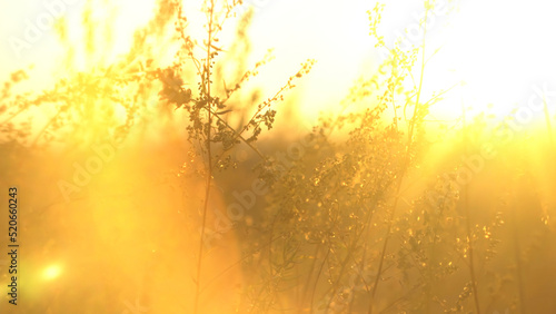 Wild grass with backlit in golden sun light. Landscape with dry steppe grass. Steppe grass in the sun © Media Whale Stock