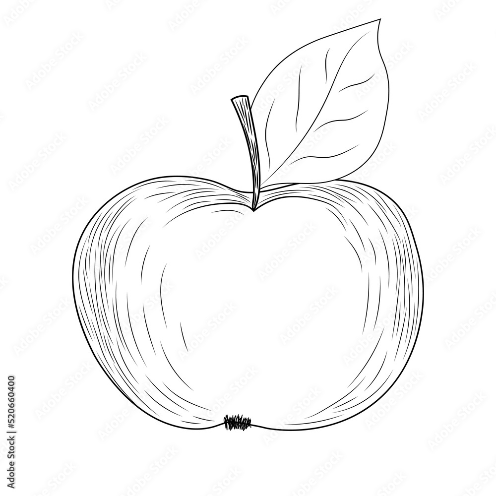 apple line art, black and white apple for coloring as a template for design apple line art, black and white apple for coloring as a template for design