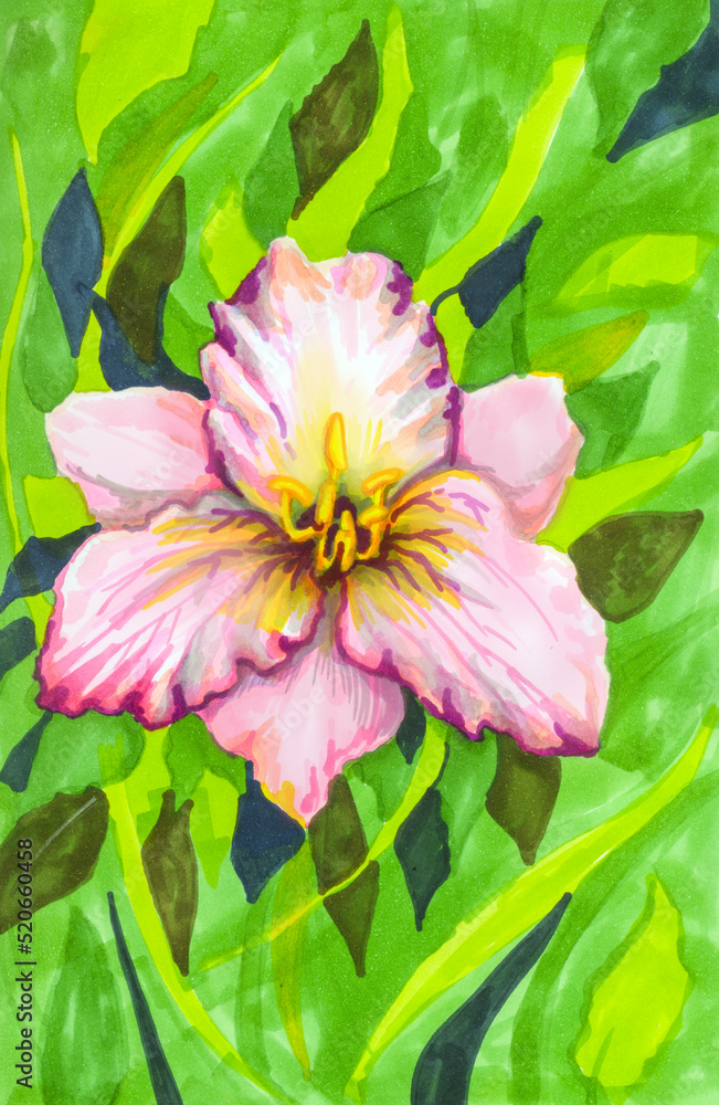 Fototapeta premium pink water lily