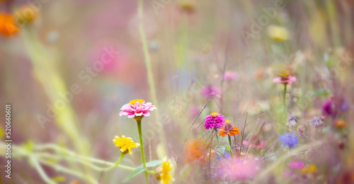 beautiful meadow flowers with nice bokeh - soft focus art floral background