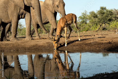 African elephants (Loxodonta africana) & impala (Aepyceros melampus) at waterhole in Mashatu;  Botswana;  Africa  photo