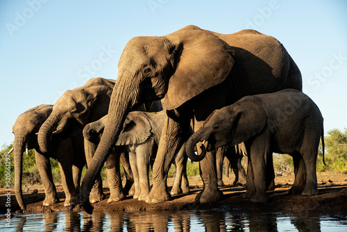 African elephants (Loxodonta africana) at waterhole in Mashatu;  Botswana;  Africa