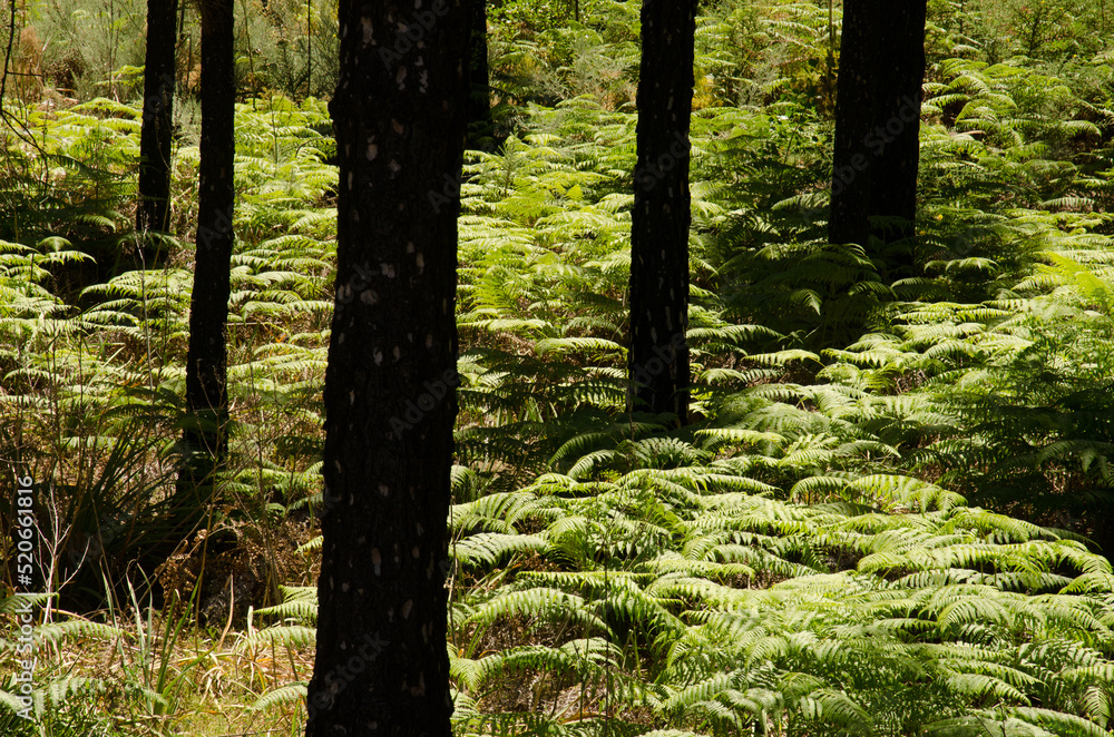 Fototapeta premium Forest of Canary Island pine Pinus canariensis and undergrowth of common bracken Pteridium aquilinum. San Mateo. Gran Canaria. Canary Islands. Spain.