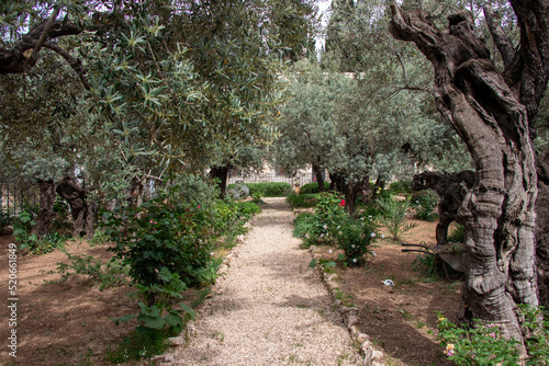 Fotografía Olive trees in the biblical Garden of Gethsemane, where Jesus prayed before his betrayal and capture - Mount of Olives, Jerusalem