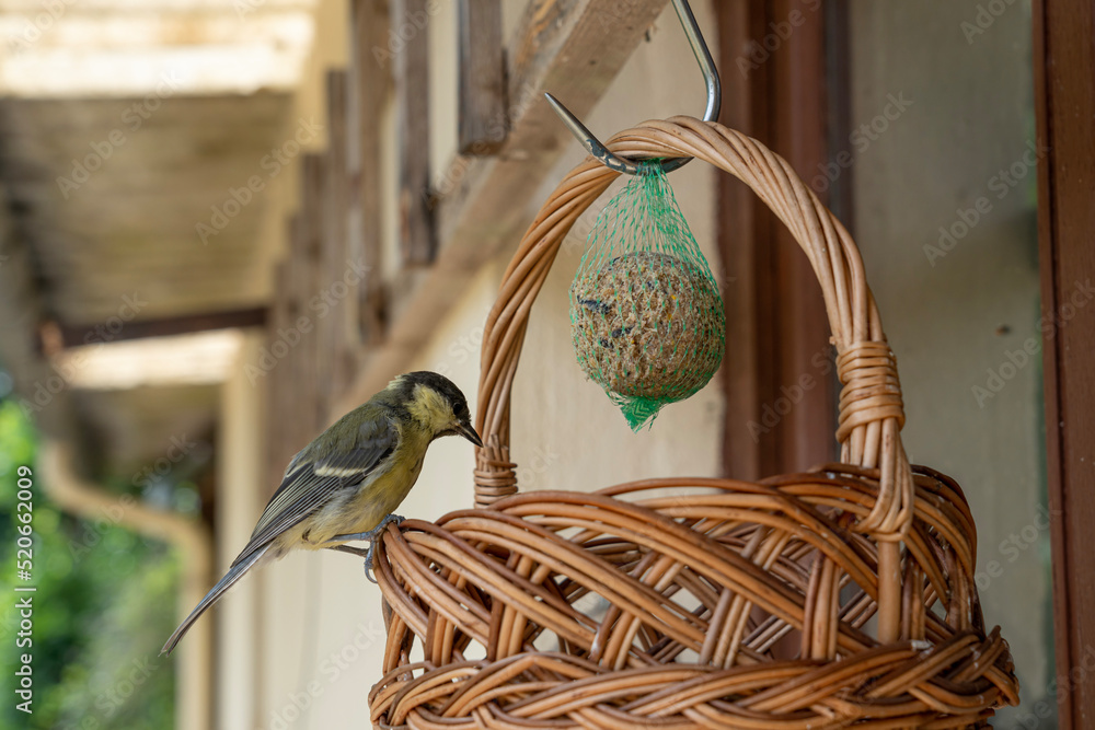 Φωτογραφία Alencon, France - 07 23 2022: A blue tit bird eating seeds in a wicker basket