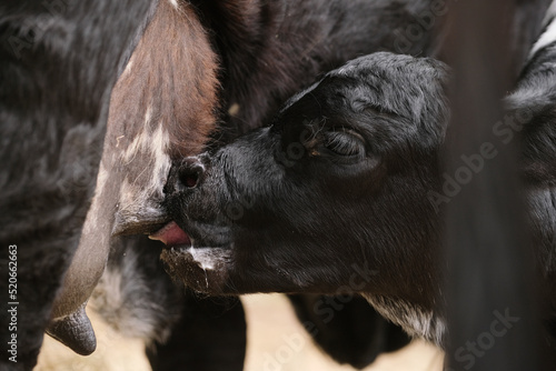 Obraz na płótnie Black calf nursing udder bag of cow mom for animal nutrition concept
