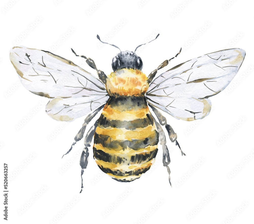 Honey bee on white background. Watercolor illustration. Top view. - obrazy, fototapety, plakaty 