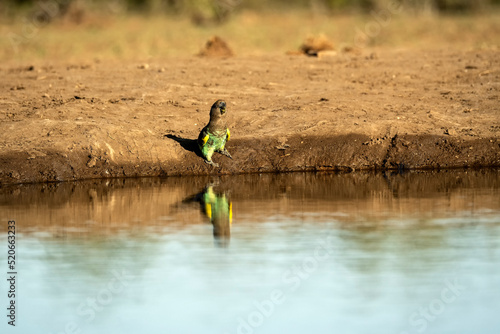 Cape parrot (Poicephalus robustus) drinking at waterhole in Mashatu;  Botswana;  Africa photo